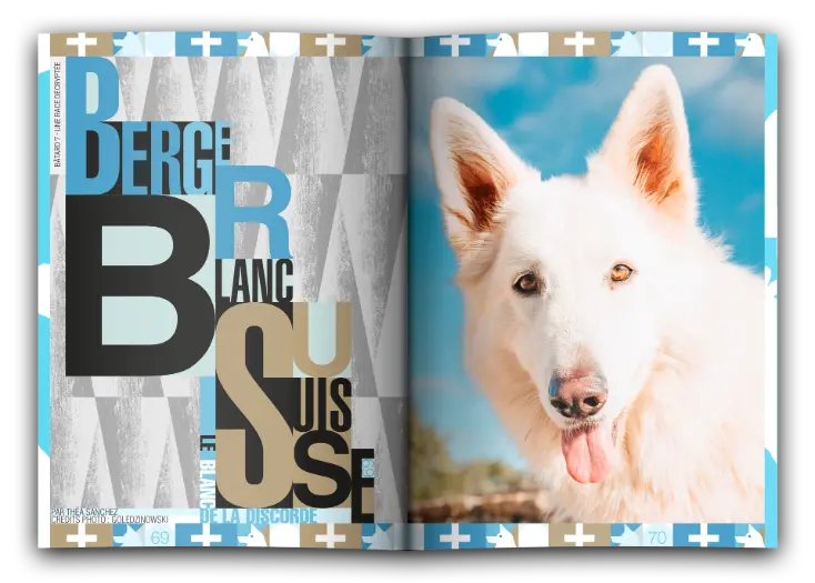 bâtard magazine 7 berger blanc suisse
