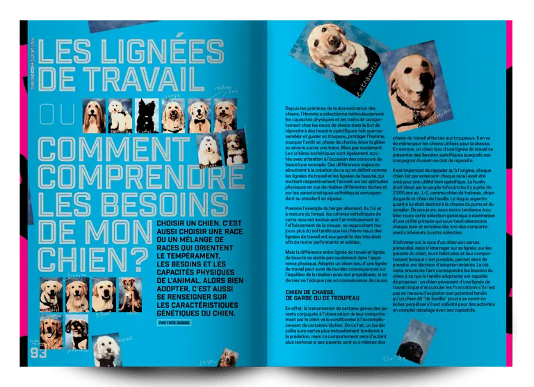 bâtard magazine 4 besoins chien