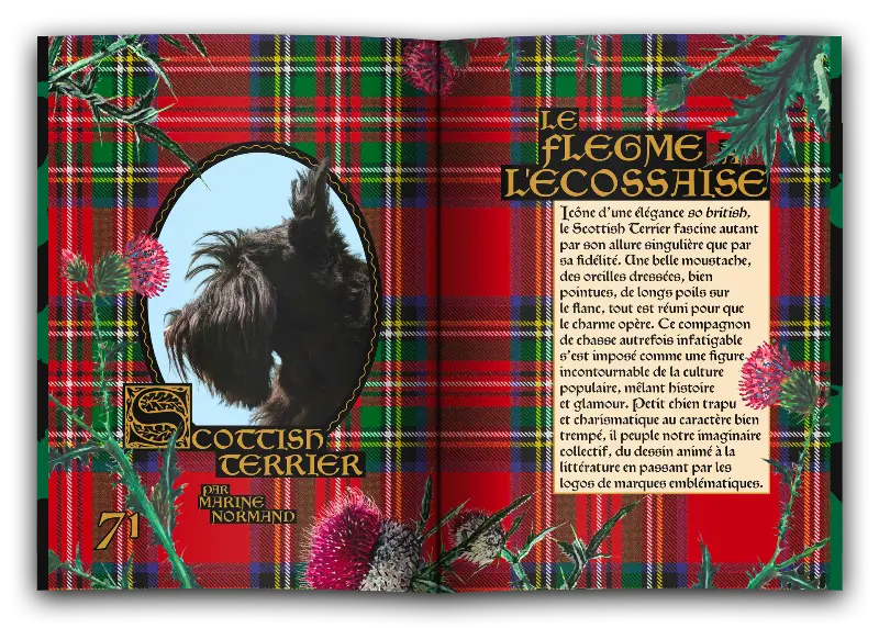 bâtard magazine 11 scottish terrier